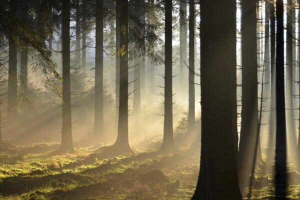 Het bos achter het 2e meer