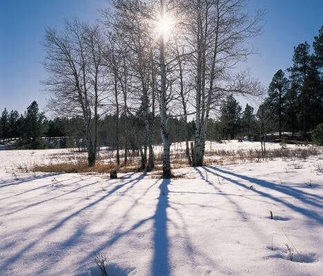 Park Sneeuw